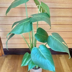 観葉植物　モンステラとガラス製鉢カバーの画像