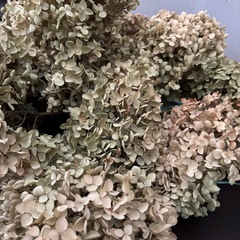 アナベル　ドライフラワー の画像
