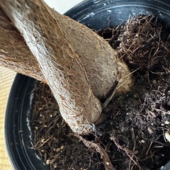 【一点物限定品】二つ編パキラの画像