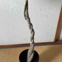 【一点物限定品】二つ編パキラの画像