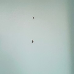 ロールスクリーン(プル式) 薄いグリーン　150 x 210cmの画像