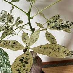 【希少】斑入りパキラの画像