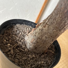 【希少】斑入りパキラの画像