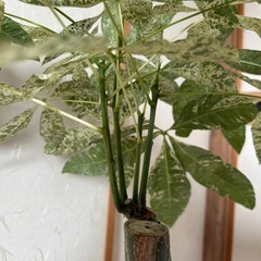 【希少】斑入りパキラの画像