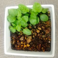 本物の月見草・実生苗１ポット　＊転売お断り＊の画像