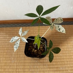 希少斑入りミニパキラの画像