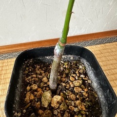 希少斑入りミニパキラの画像