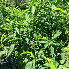 【香川本鷹】香り高くまあるい辛さ〇青トウガラシ〇赤トウガラシの画像