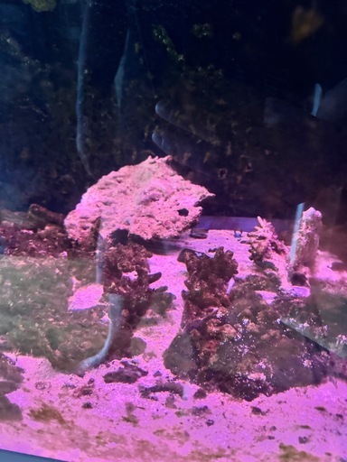 1200×550アクリルオバーフロー水槽
