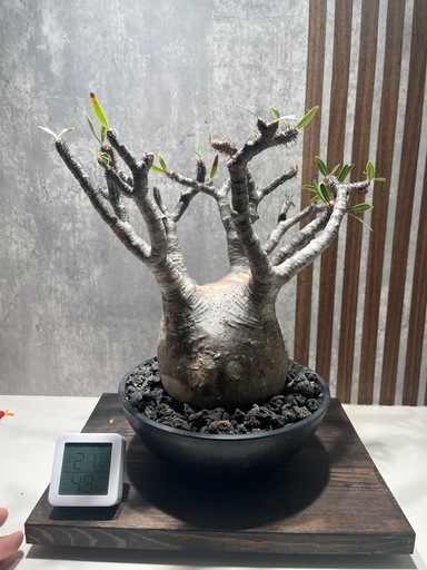 パキポディウム グラキリス 現地球　発根済み 中株