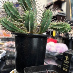 【珍しい※サボテンではありません】ユーフォルビアフェロックスの画像