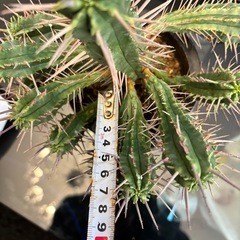 【珍しい※サボテンではありません】ユーフォルビアフェロックスの画像