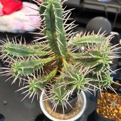 【珍しい※サボテンではありません】ユーフォルビアフェロックスの画像