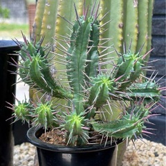 【珍しい※サボテンではありません】ユーフォルビアフェロックスの画像