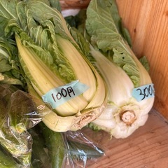 今日はきゅうりいっぱいあります　　朝取り立て野菜の画像