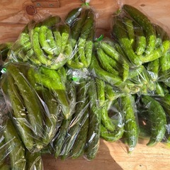 今日はきゅうりいっぱいあります　　朝取り立て野菜の画像