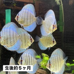 国産ドイツコバルトターコイズ　自家繁殖　約４.5センチ　1匹 の画像