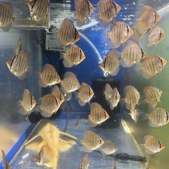 国産ドイツコバルトターコイズ　自家繁殖　約４.5センチ　1匹 の画像