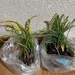 球根　　ムスカリとチャイブの画像