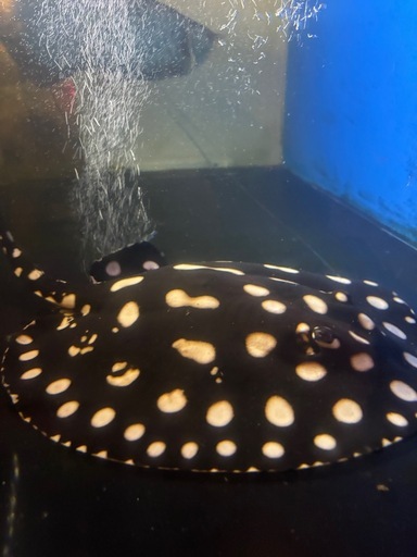 ダイヤモンドポルカ/淡水エイ