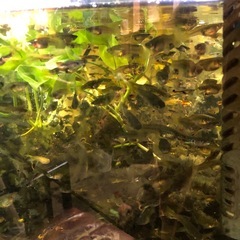 国産グッピー30匹以上①受付終了！の画像