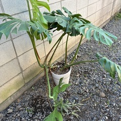 2株入ってます。モンステラ陶器鉢の画像