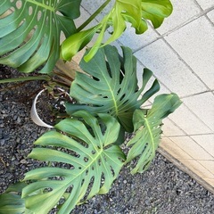 2株入ってます。モンステラ陶器鉢の画像