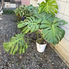 2株入ってます。モンステラ陶器鉢の画像