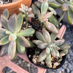 多肉植物🉐お得　　一個50円
の画像