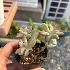 多肉植物🉐お得　　一個50円
の画像