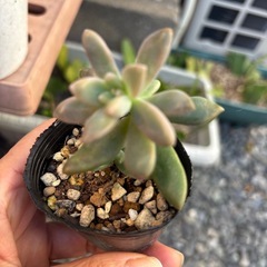 多肉植物🉐お得　　一個50円
の画像