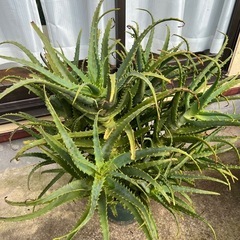 アロエ 大株の画像