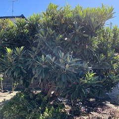 びわの苗の画像