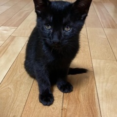 【譲渡が決まりました】ツヤツヤの黒猫・オス ・2ヶ月
