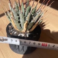 アガベエボリスピナ植物洗脳の画像