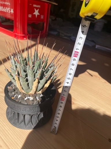 アガベエボリスピナ植物洗脳