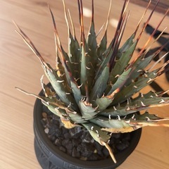 アガベエボリスピナ植物洗脳の画像