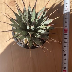 アガベエボリスピナ植物洗脳の画像