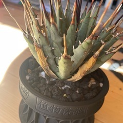 アガベエボリスピナ植物洗脳の画像