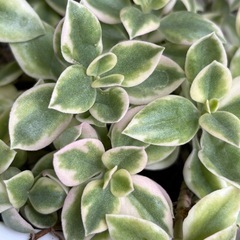ベビーサンローズ斑入り　カット苗　多肉植物の画像