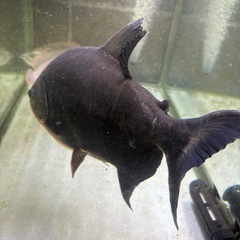 レッドコロソマ43㎝貰って下さいの画像