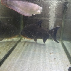 レッドコロソマ43㎝貰って下さいの画像