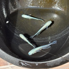 サンセット極龍メダカの画像