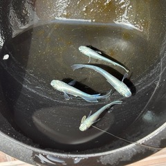 サンセット極龍メダカの画像