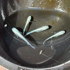 サンセット極龍メダカの画像