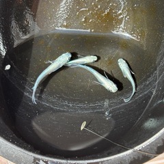 サンセット極龍メダカの画像