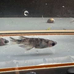 メダカ 北辻美虎 1ペア＋メスの画像