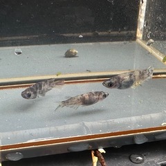 メダカ 北辻美虎 1ペア＋メスの画像