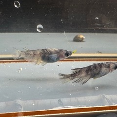 メダカ 北辻美虎 1ペア＋メスの画像