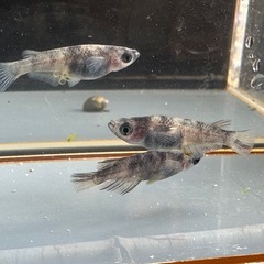 メダカ 北辻美虎 1ペア＋メスの画像